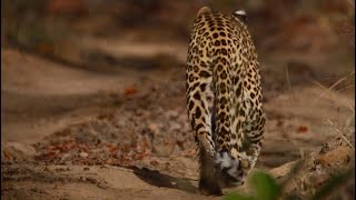 Leopard walking on road