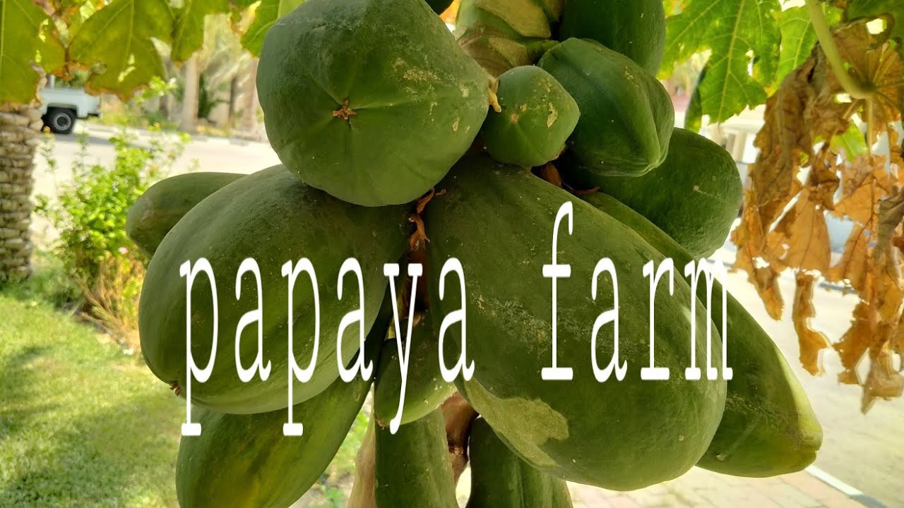 Papaya farm,, YouTube