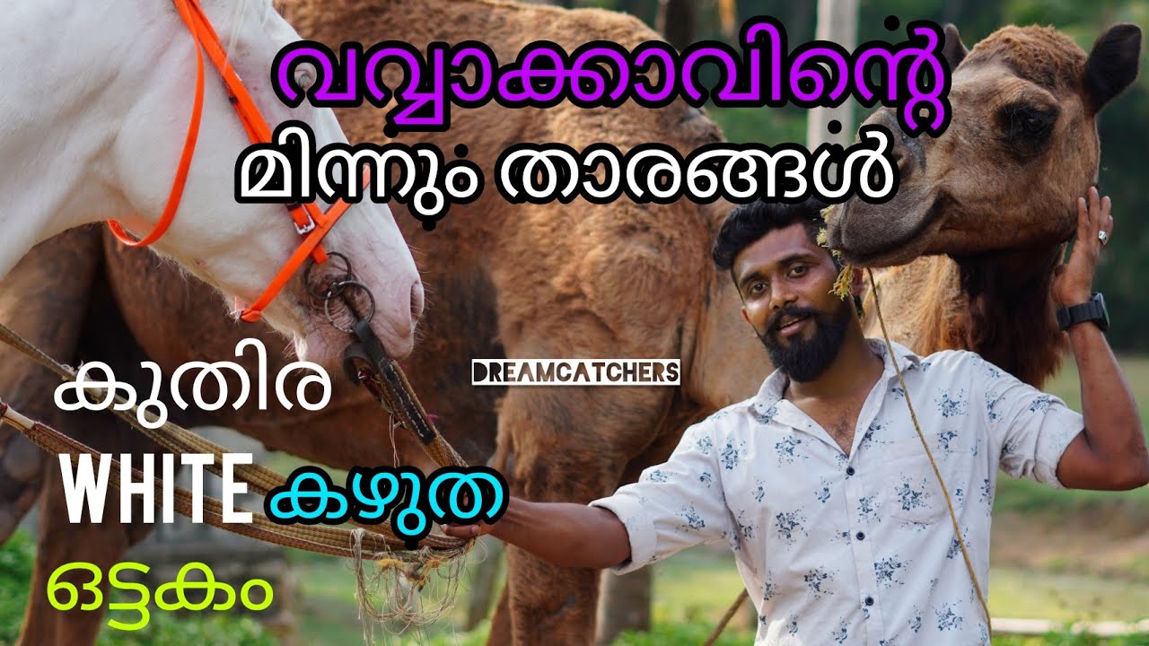 കൊല്ലത്തു കുതിരയും  ഒട്ടകവും വെള്ളക്കഴുതയും വിൽക്കുന്ന ഒരേഒരു ഫാം|horse| Camel|white donkey selling