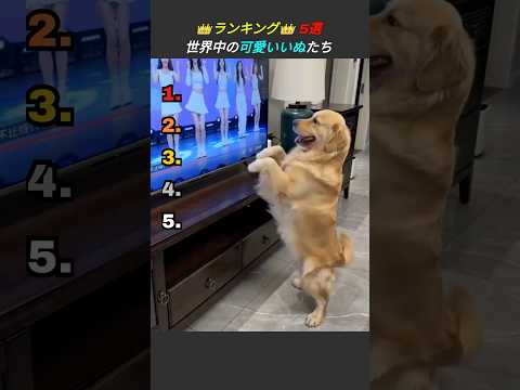 前回より可愛いって本当?犬ランキングTOP5 👑