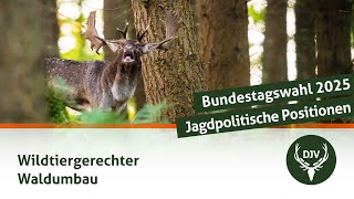 Bundestagswahl 2025 – Jagdpolitische Positionen zum Waldumbau