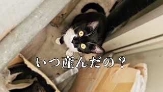 SuddenlyFour cats on the company premises [story 2] - YouTube