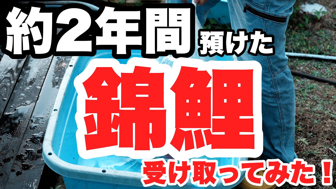 養鯉場に約2年預けた錦鯉を受け取ってみましたよ！　こやのせ錦鯉店　庭池　koi nishikigoi
