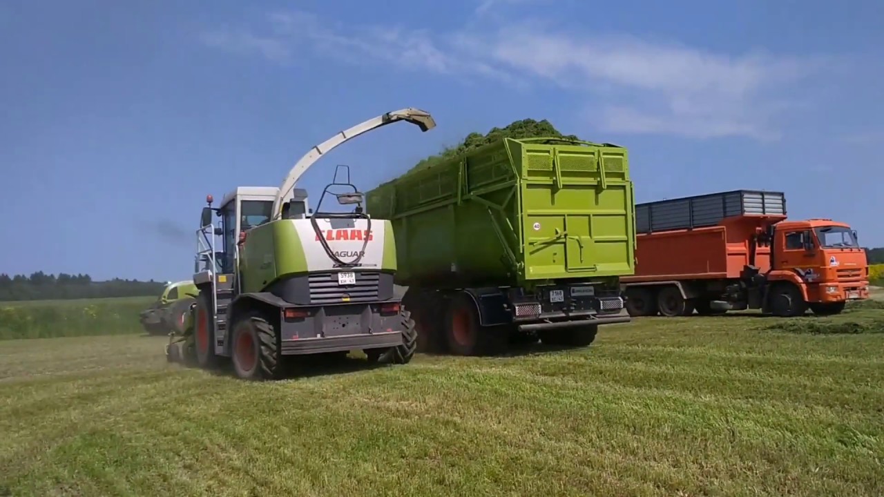 UMEGA SPC19 + JAGUAR 870 + AXION 850 Заготовка кормов в Ленинградской области.