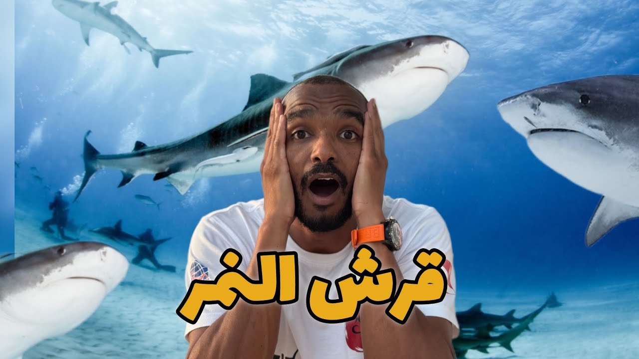 سمكة قرش النمر ( Tiger Shark ) 