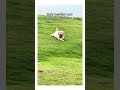 He's healthy and I didn't hurt him 🐶#funnyanimals #AmusingAnimals#FunnyCats#DogGoofs #scary#dog