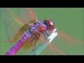 Dragonfly  crimson marsh glider male  trithemis aurora