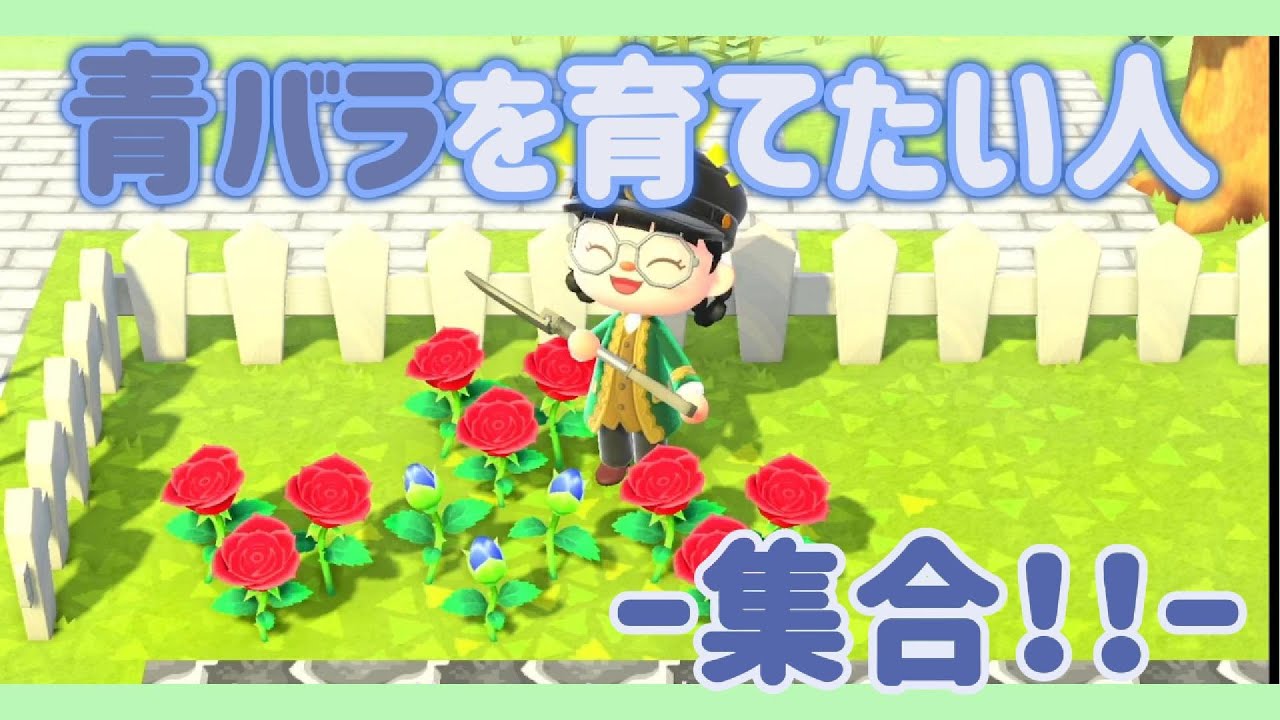 【あつ森】青バラを育ててみよう！初心者さんも必見！🔰