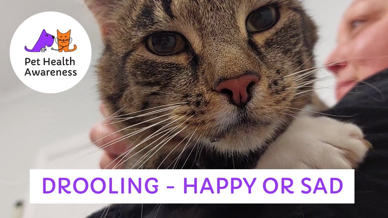 What does DROOLING in a cat mean? YouTube