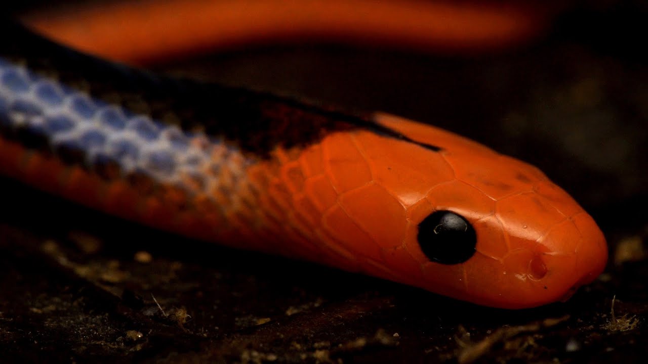 Baby Malayan Blue Coral Snake: Singapore Snakes
