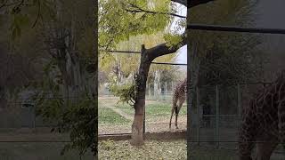 Ali Almaty в прямом эфире! Зоопарк в Алматы. #zoo #зоопарк #жираф #алматы #kazakhstan #almaty #2025