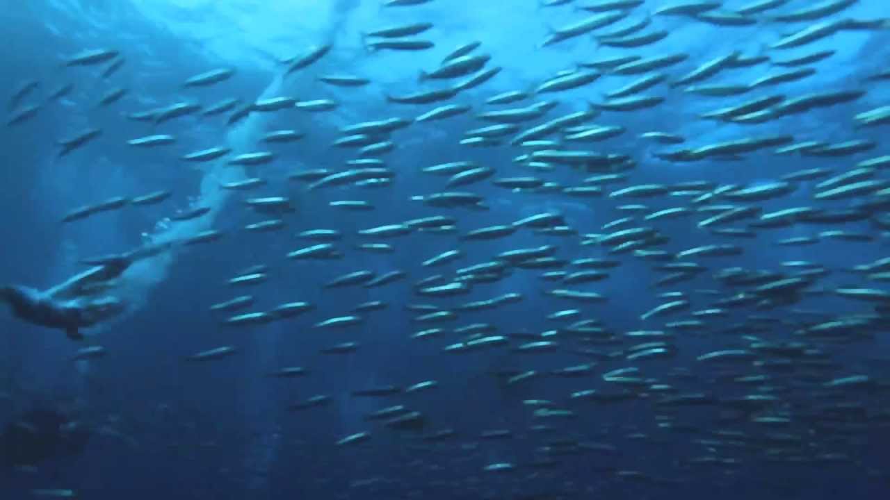 Sardine run 2013