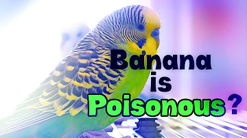 Can parakeets eat bananas?