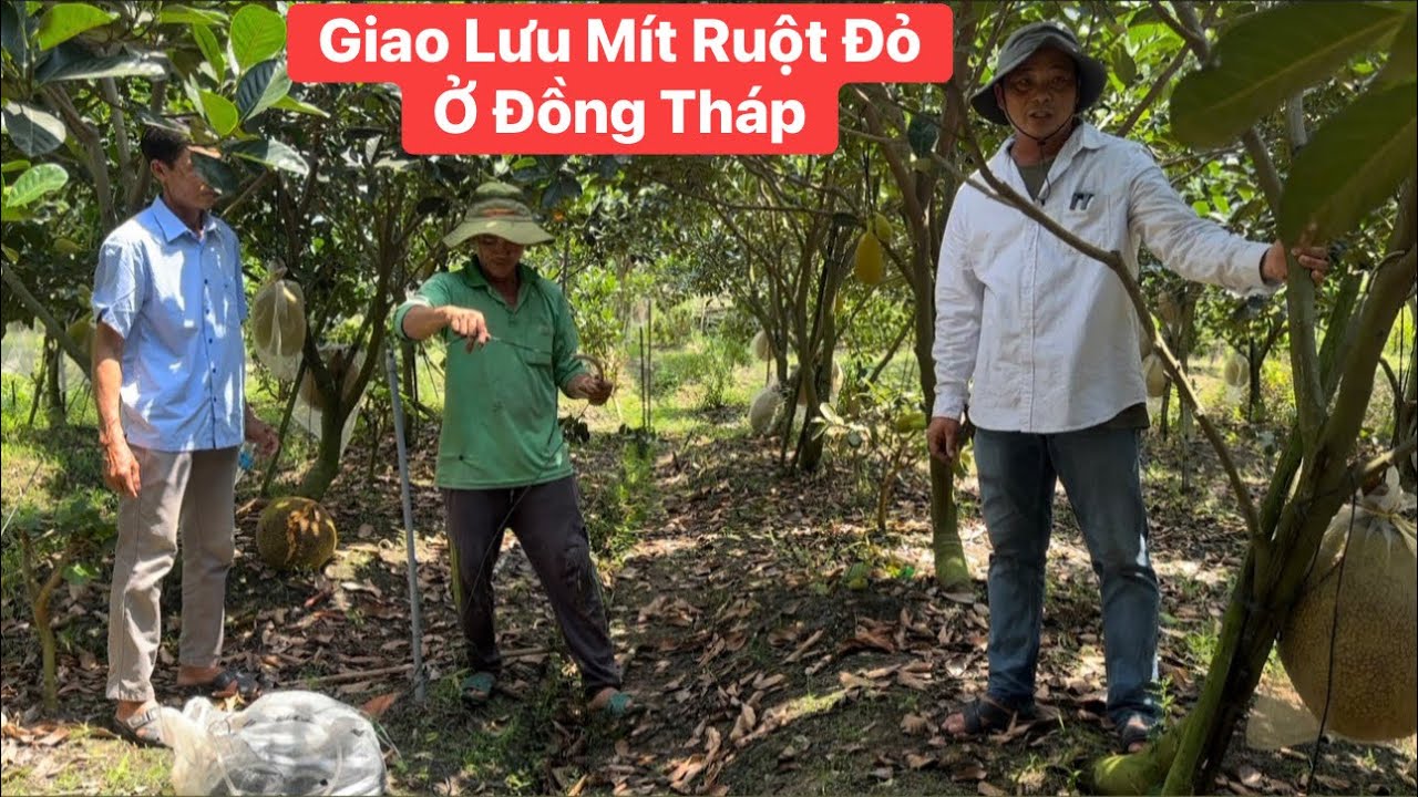 Giao neo vườn Mít Ruột Đỏ của Anh Giàu ở Đồng Tháp trao đổi để học hỏi kinh nghiệm 