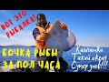 Рыбалка на Камчатке. Рыбалка Камчатка 2020.  Морская рыбалка Тихий океан 2020. Треска, скат. Fishing