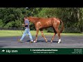 HIP 1509 Keeneland September Sale