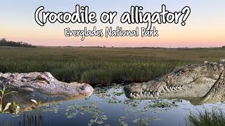 Crocodile Or Alligator? A National Park Ranger Explains The Difference Everglades National Park