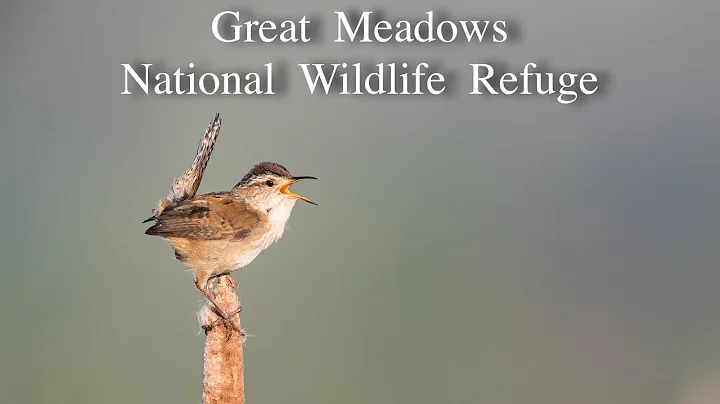 Great Meadows NWR