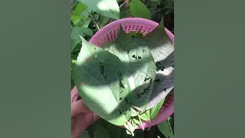 Cây An Xoa tốt như thế nào?