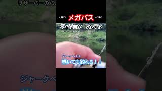 メガバスのヴィジョンワンテン！超有名なジャークベイトはただ巻きでも釣れる‼️ #バス釣り #bassfishing  #メガバス  #ワンテン  #ヴィジョンワンテン  #ミノー  #大野ダム