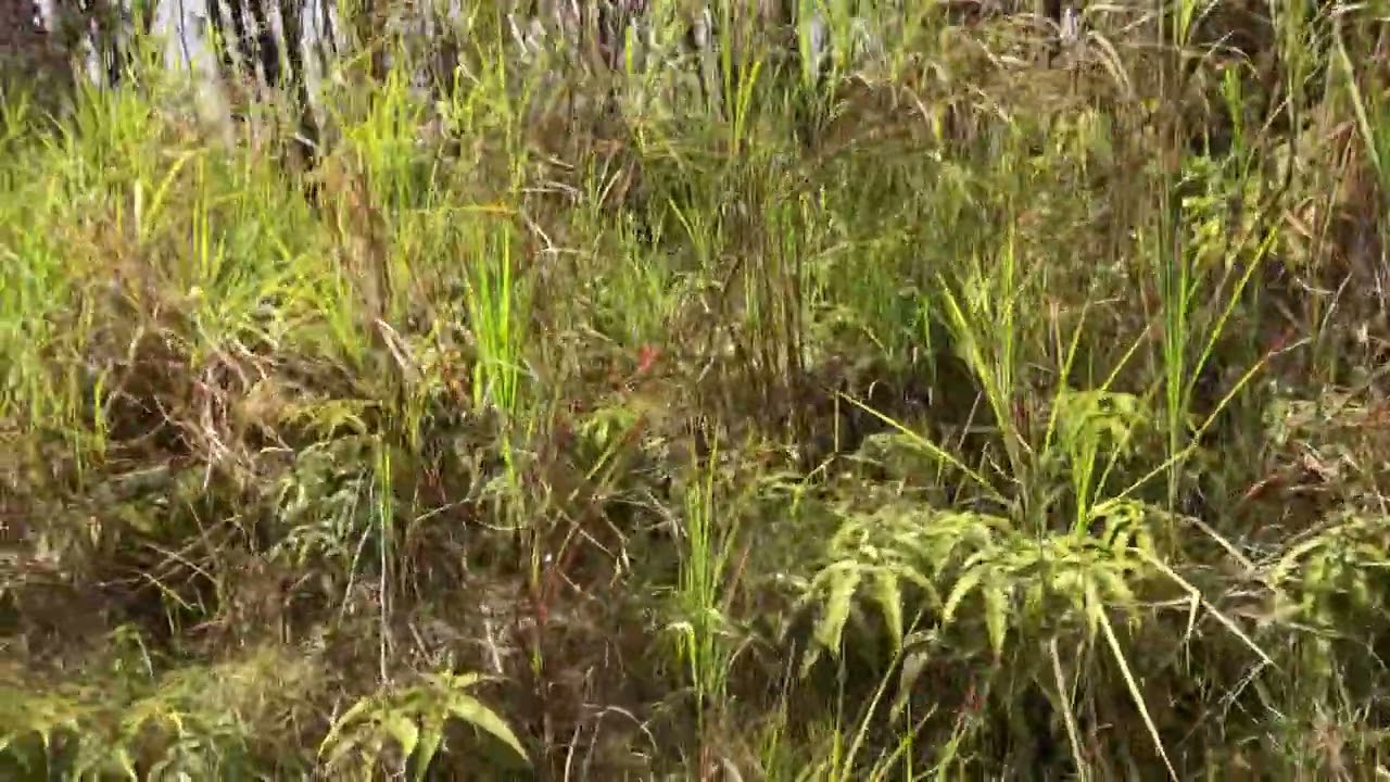 Fern Forest 3 acre Kaleponi 311025066