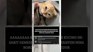 kucing sakit manja bngt #kucinglucu #cat #kucing #cutecat #kucinggemas #kucingsakit #kucingmanja