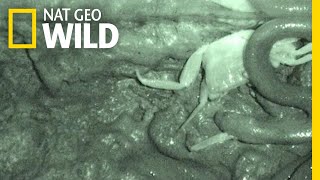 This Snake Rips Its Prey Into Pieces, Instead Of Swallowing It Whole Nat Geo Wild