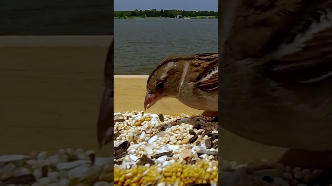 House Sparrow Makes a Call while Dining