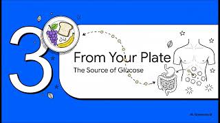 Glucose: Fueling Cellular Respiration and Blood Sugar - KS3 Science - Pre GCSE - Biology