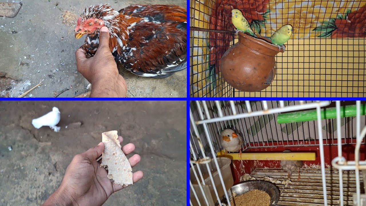 Lagta hai ye Murgi Bimari se Mar 😢 jayega | Pets Vlogs | Daily Routine | Love Birds 