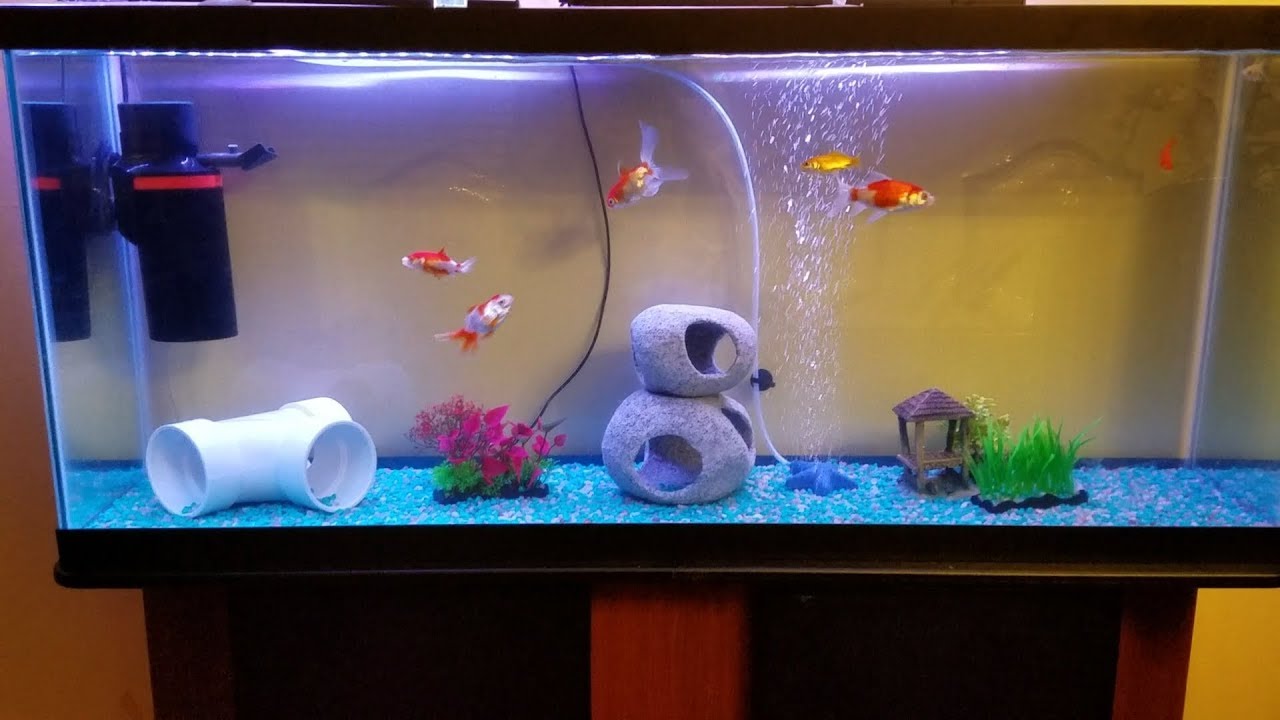55 Gallon Fancy Goldfish, Comet Feeding, then working as vacuum