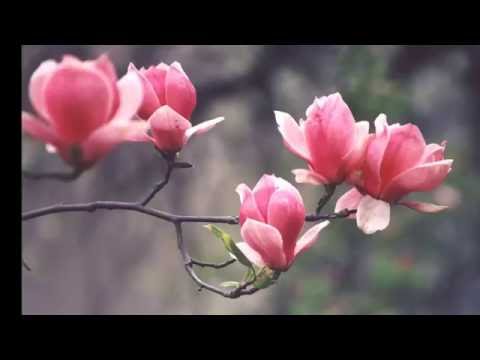 აი, ეს არის მაგნოლიას ორიგინალი შესრულება