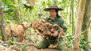 Download Lagu Harvesting Herbs for Sale, Fishing \u0026 Crispy Potato Chips | EP.529 MP3