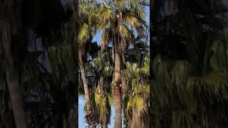 1208 1021009 mp3