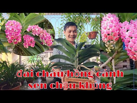 Video Lan đai châu thái, chăm sóc đai châu mùa nụ tết - youtube