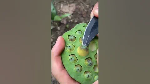 Removing lotus from seeds #agriculture #asmrvideo #artwork #nature