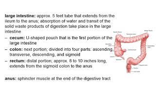 Chapter 11 Digestive System 10th ed