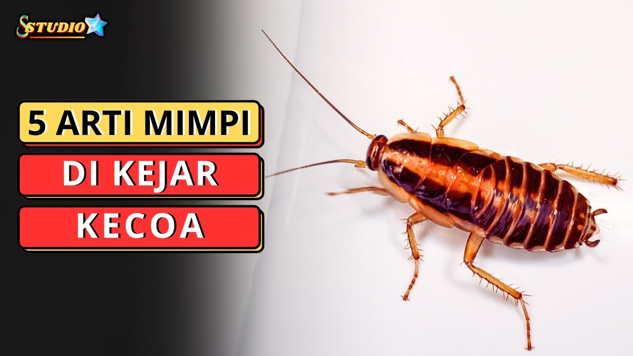 5 Arti Mimpi Di Kejar Kecoa ( FAKTA DAN MITOS ) YouTube