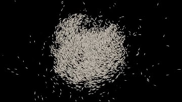 Swarm like behavioring fluid simulation in Unreal Engine 5 Niagara
