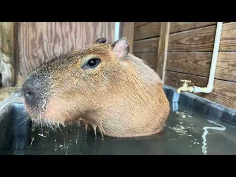 Zen With Pumpkin the Capybara
