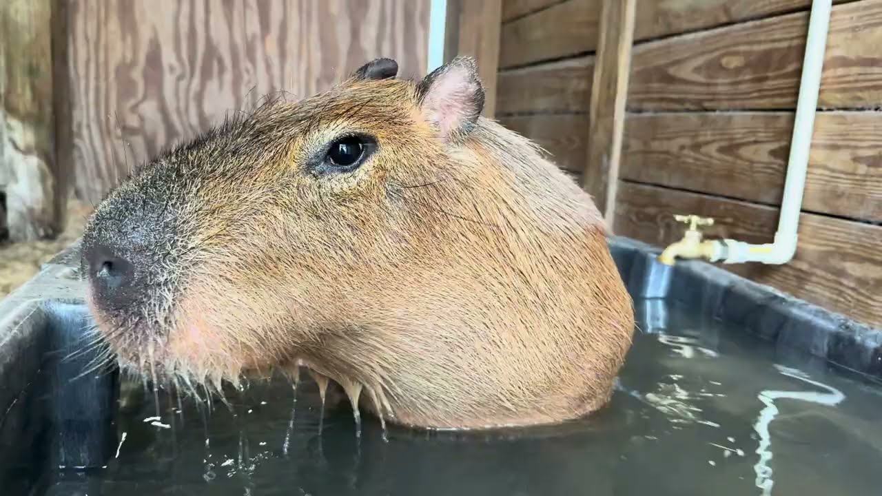 maxresdefault.jpg?sqp=-