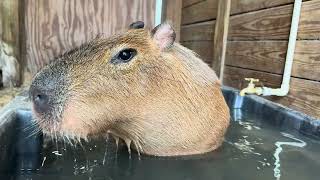 カピバラ mqdefault.jpg