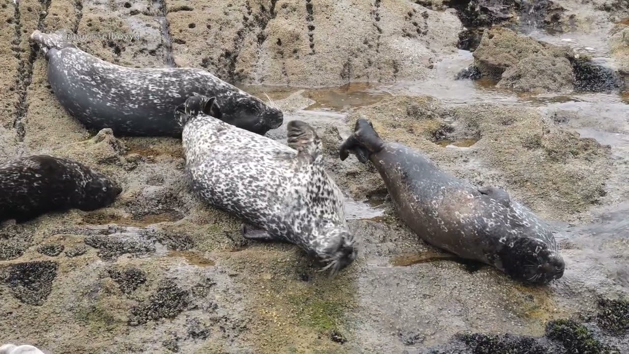 Harbor Seals in Southern California | Lumix GH6