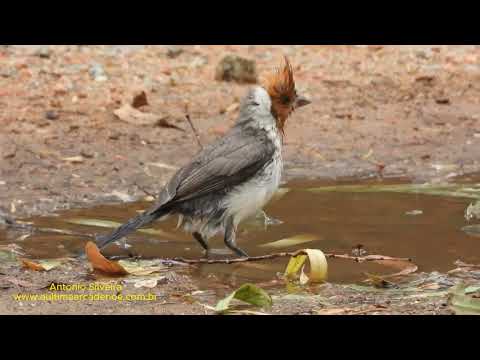 Cardeal tomando água em poça de chuva (Paroaria coronata). ´por Antonio Silveira.