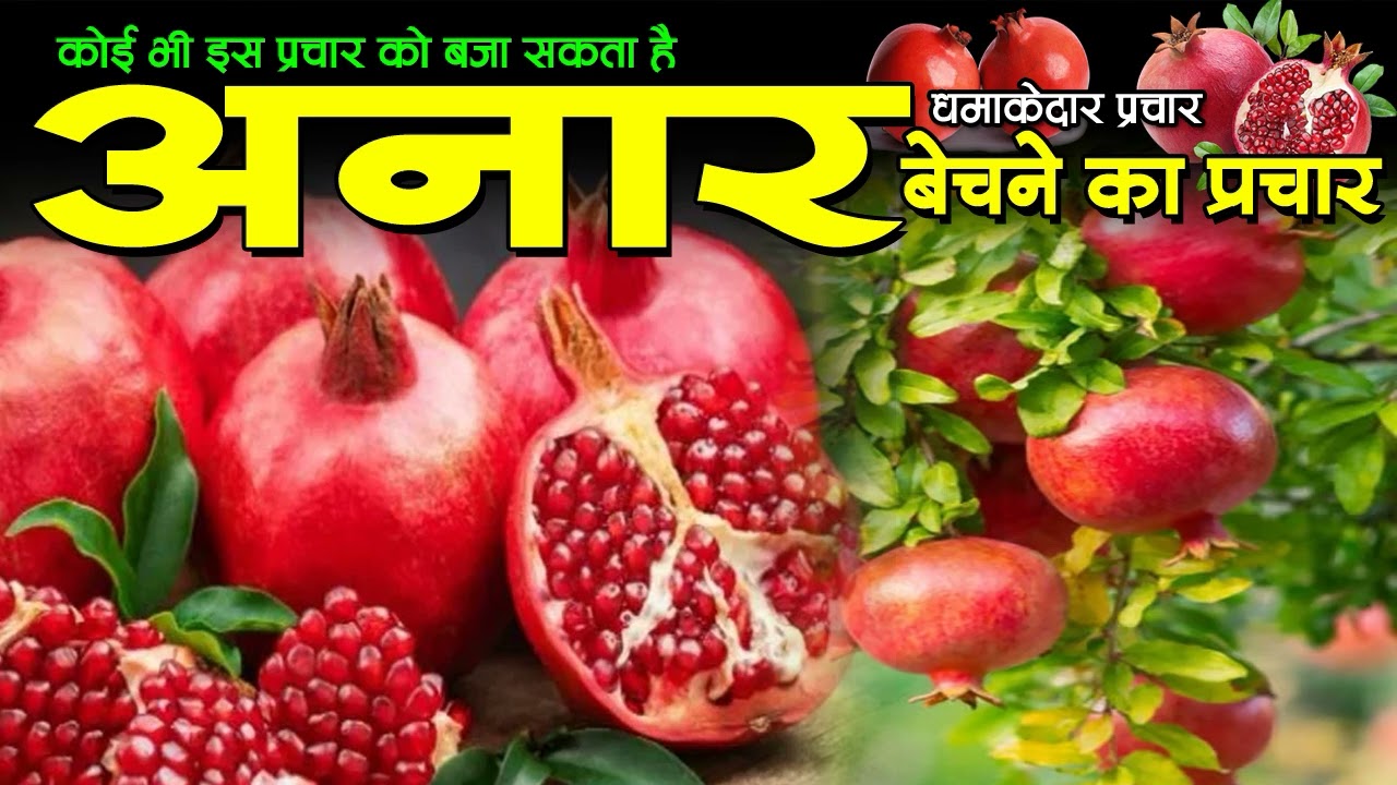 अनार बेचने का प्रचार,seb kela annar bechne ka prachar, anar bechne ka prachar, 
