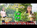9-1-2026☎️0326 074 615 E Ly 📲mai vàng chơi Tết 20k cay 3 mùa-tắt kiểng-mã số mai giảo zin thuần chậu