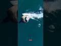 Goosebumps! A Sea Lion Becomes a Meal for the Ocean Predator 🌊🦭 #short #sea #sealion #shark