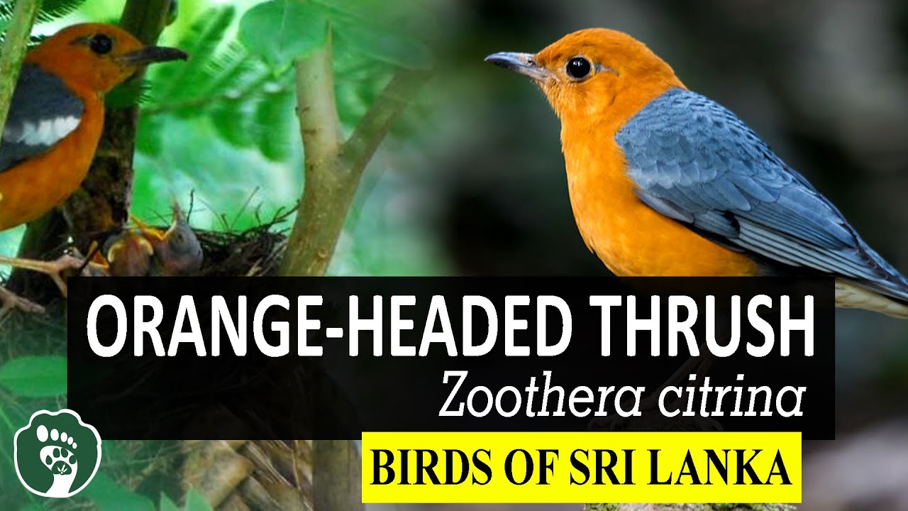ORANGE HEADED THRUSH | Zoothera citrina | Birds of Sri Lanka 