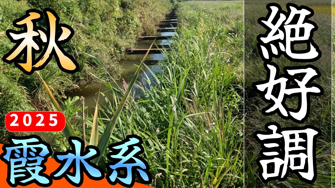 【バス釣り】【霞ヶ浦】絶好調の中秋_幅広く探れば結構釣れる