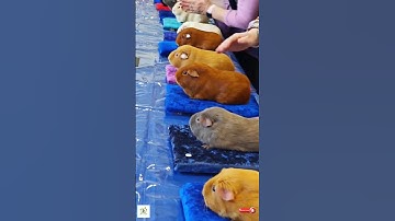 Marmut/guinea pig yang lucu dan menggemaskan #shorts